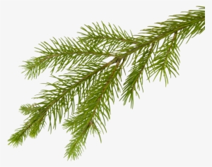 Pine Tree Branch Png Picture - Fir Tree Branch Png