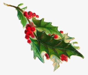 Holley Clipart Christmasclip - Holly Branch Png