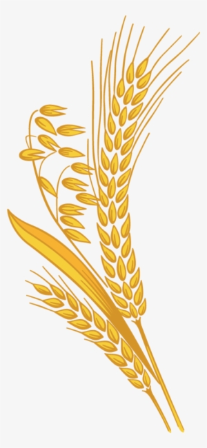 Free Png Wheat Png Images Transparent - Grain Png