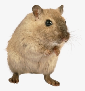 Rat Png