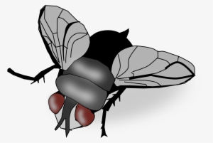 Fly Png Image - Fly Clipart