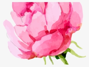 Peony Clipart Transparent Background - Peony