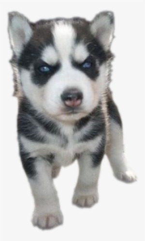 Siberian Husky Puppy Png Photos - Puppy Pngs