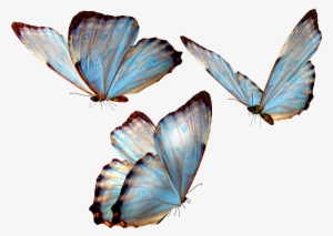 Butterflies - Butterflies Transparent