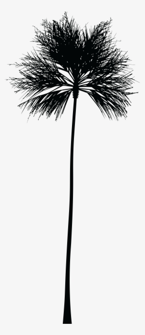 This Free Icons Png Design Of Palm Tree Silhouette