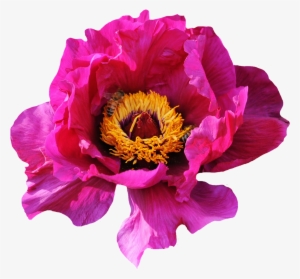 Pink Rose Flower Png Image - Pink Flower Png