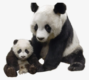 1577 Render Panda - Panda Mum And Baby