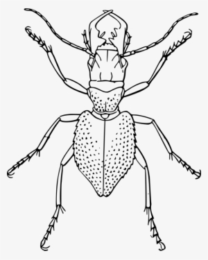 Jpg Black And White Download Beetle Line Art Ant Free - Line Drawing Of Insect