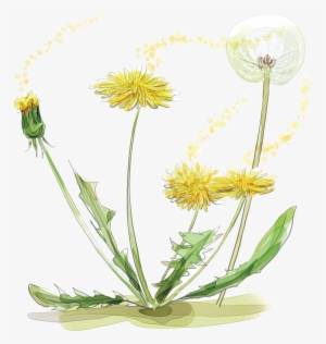 Dandelion Transparent Watercolor - Watercolor Marigold Transparent