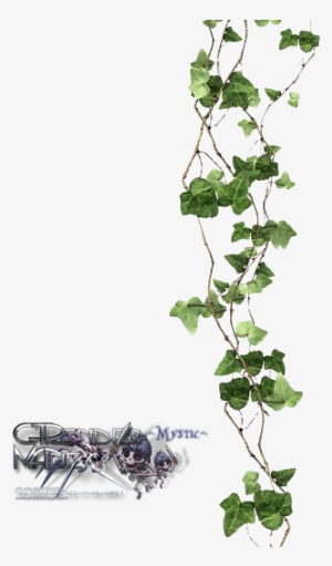 Uo5z2 - Vines With Transparent Background