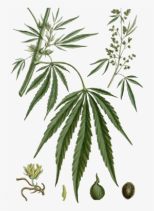 Vintage Cannabis Illustrations Fabric By Neilepi On - Illustrations Of Cannabis