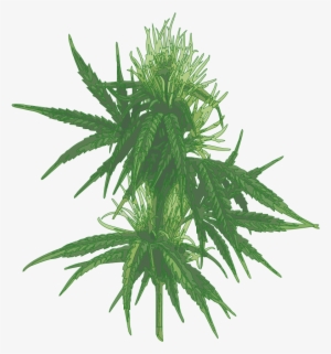Cannabis - Cannabis A Botanical Guide