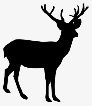 Small - White Tailed Deer Vector