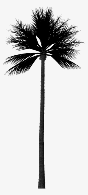 Image Result For Palm Tree Silhouette Png - Sombra Palmeira Png