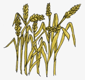 Wheat - Clipart Of Grain