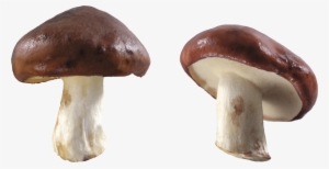 Free Png Mushroom Png Images Transparent - Mushroom Png