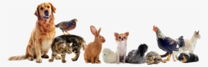 Click View To See The Effect In Action - Cats Dogs And Chickens