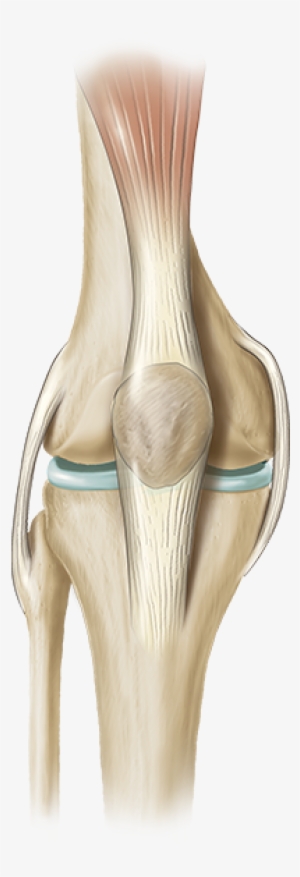 Clip Art Download Total Knee Replacement - Knee Joint Transparent