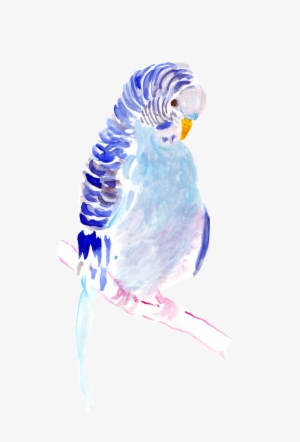 Parakeet - Watercolor Painting