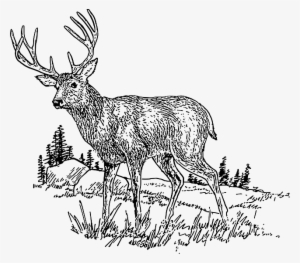 Drawing, Deer, Field, Grass, Wild, Trees, Animal, Hills - Camo Dave's Original Venison (deer) Jerky -