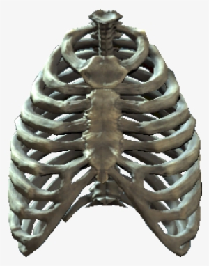 Rib Cage - Skeleton In Cage Png