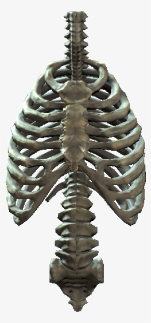 Rib Cage And Spine - Ribcage Png