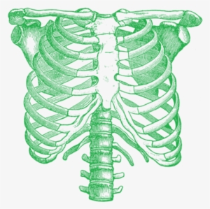 Rib Cage Png - Anatomical Rib Cage
