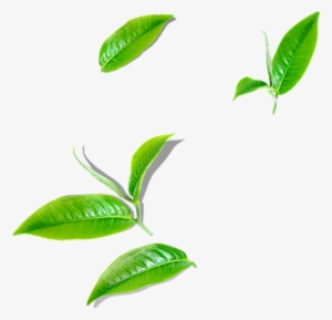 Green Tea - Illustration