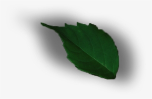 Leaf Png Design - Design