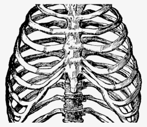 Human Clipart Ribcage - Heart In Rib Cage Drawing