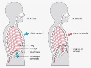 What Is Rib Flare - Know If You Have Neck Ribs