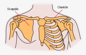 The Shoulder Girdle Is Four Bones That Connect To The - Pectoral Girdle