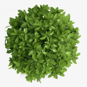 Write Away - Plant Top View Png