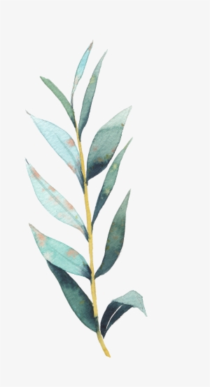 Art Stock Transprent Png - Eucalyptus Leaf Drawing Transparent