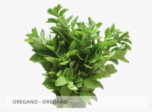 Oregano-oregano - Oregano Planta Png