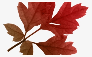 19 Autumn Leaves Image Transparent Download Transparent - Free Autumn Png