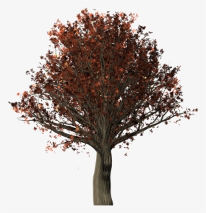 Tree, Oak, Oak Tree, Quercus, Fall Leaves, Fall Colors - Northern Red Oak Png