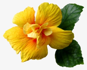 Yellow Hibiscus Flower Png