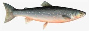 Arctic Char - Arctic Fish