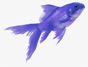 Fish Colorful Tumblr Aesthetic - Purple Fish Png
