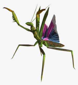 Giant Mantis Nypmh - Portable Network Graphics