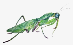 Mantis Png Photos - Portable Network Graphics