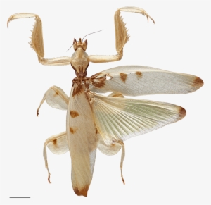 Predation On Pollinating Insects Shaped The Evolution - Orchid Mantis