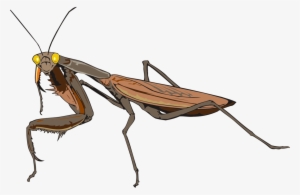 Mantis Les Insectes Animal Drawing - Mantis Png