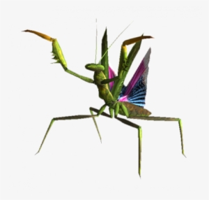 Mantis, Giant - Insect