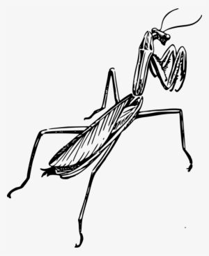 Insect European Mantis Drawing Line Art - Praying Mantis Clipart Black And White