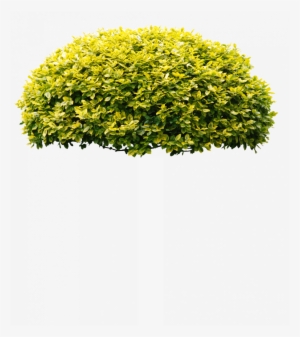 Arbusto - Tree