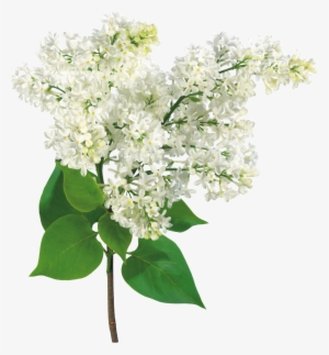 común lila rama de la luz arbusto - mother's day, grandma - lilac flowers card