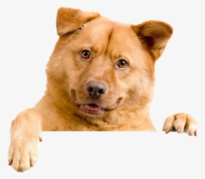 Cachorro Png - Rosmax Interactive Dog Toy - Best Iq Treat Dispensing