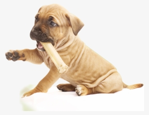 Pit Bull Puppy Png